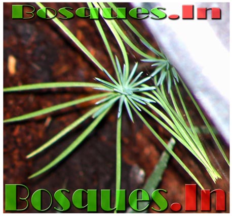 Miniature Forest, miniature trees, 