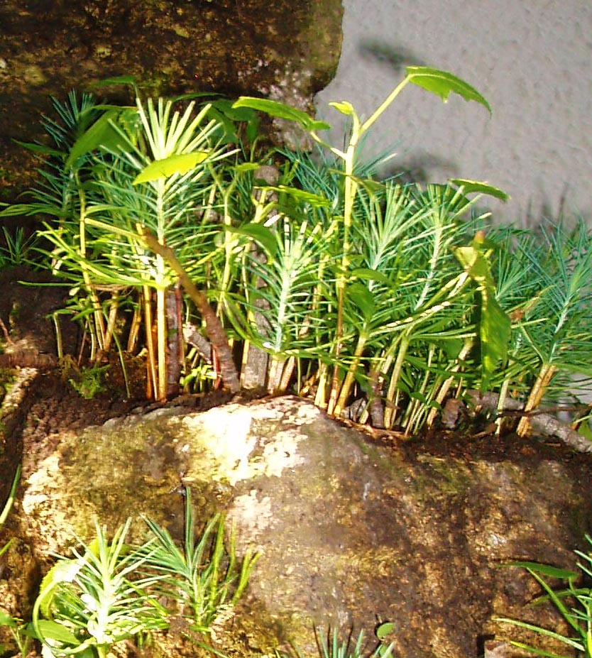 Bosques en Miniatura por el Artista Dapacu