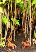 DAPACU MINIATURE FORESTS  Mini Bosques