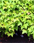 Mini forests Miniature forest