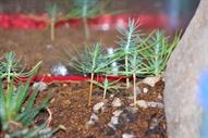 0 Miniature Forest by Dapacu Bosques miniatura 1