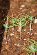 0 Miniature Forest by Dapacu Bosques miniatura 2