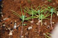 0 Miniature Forest by Dapacu Bosques miniatura 3