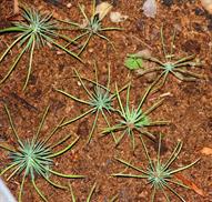 0 Miniature Forest by Dapacu Bosques miniatura 45