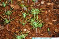 0 Miniature Forest by Dapacu Bosques miniatura AAA