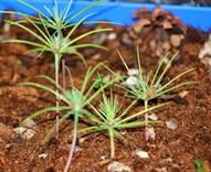 0 Miniature Forest by Dapacu Bosques miniatura FAMILIA DE ARBOLES