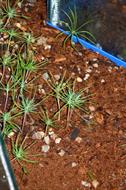 0 Miniature Forest by Dapacu Bosques miniatura FG