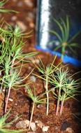0 Miniature Forest by Dapacu Bosques miniatura HH