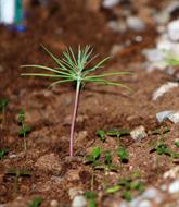 0 Miniature Forest by Dapacu Bosques miniatura LIQUIDAMBAR