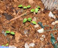 0 Miniature Forest by Dapacu Bosques miniatura PIRUL DF