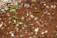 0 Miniature Forest by Dapacu Bosques miniatura pirul 2