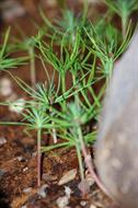 0 Miniature Forest by Dapacu Bosques miniatura q