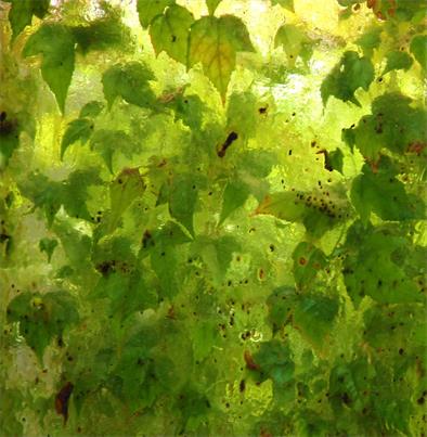 DAPACU LIVING WALLS 
