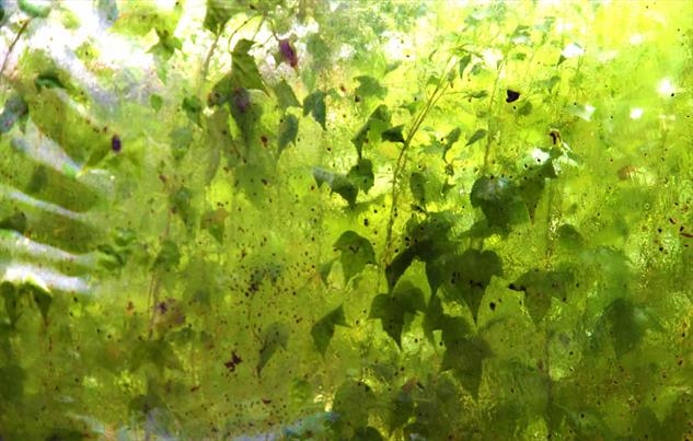 DAPACU LIVING WALLS  AUSTIN TEXAS 6