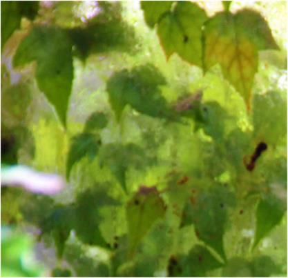 DAPACU LIVING wall 2013