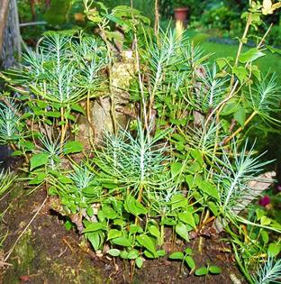 bosques in miniature forest new