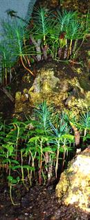 bosques miniatura por dapacu