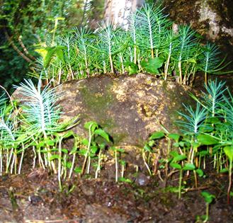 miniature forest by dapacu 2012 df